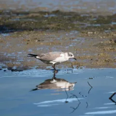 Franklin's Gull thumbnail 2