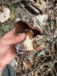 Cortinarius squamulosus thumbnail 4