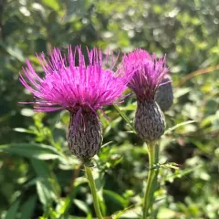 swamp thistle thumbnail 1