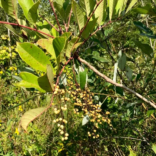 poison sumac