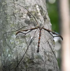 Giant Eastern Crane Fly thumbnail 4