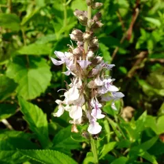 American germander thumbnail 4