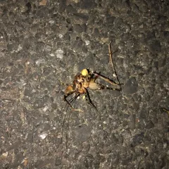 Japanese Camel Cricket thumbnail 2