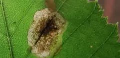 Large Birch Pigmy thumbnail 2