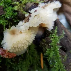 Trembling Crust thumbnail 5