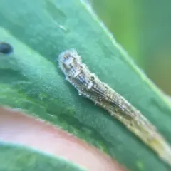 Long-tailed Aphideater thumbnail 2