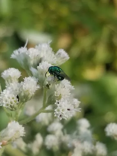Euperilampus triangularis