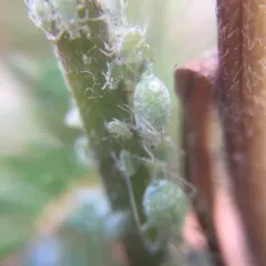 Lupine Aphid thumbnail 3