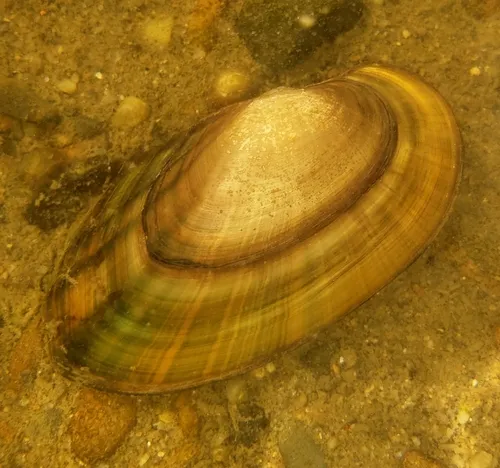Cylindrical Papershell