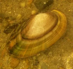 Cylindrical Papershell thumbnail 1
