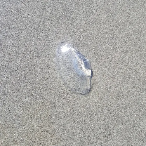 Victoria's Crystal Jelly