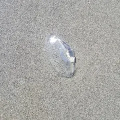Victoria's Crystal Jelly thumbnail 1