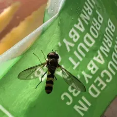 Banded Thintail thumbnail 4