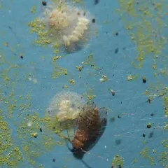 Ectopsocus meridionalis thumbnail 2
