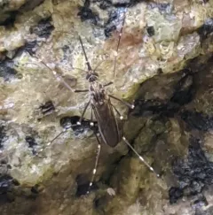 Aedes togoi thumbnail 1