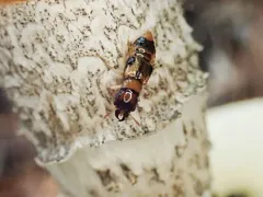 Oxyporus vittatus thumbnail 2