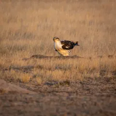 Ferruginous Hawk thumbnail 4