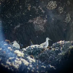 Wandering Tattler thumbnail 4