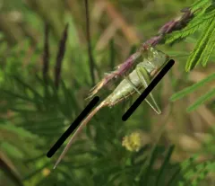 Straight-lanced Meadow Katydid thumbnail 1