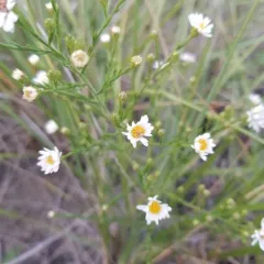 hairy white oldfield aster thumbnail 3