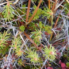 marsh Labrador tea thumbnail 3