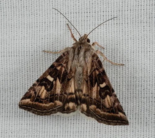 Spotted Clover Moth