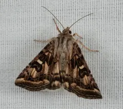 Spotted Clover Moth thumbnail 1