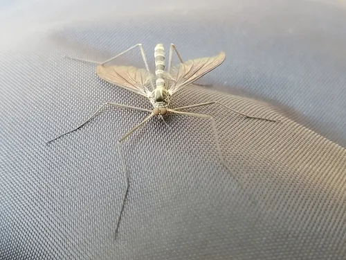 Comstock's Net-winged Midge