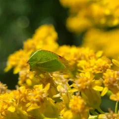 Buffalo Treehopper thumbnail 2