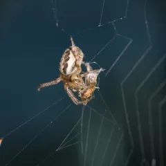 Silver-sided Sector Spider thumbnail 2