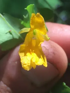 Idaho Jewelweed thumbnail 2