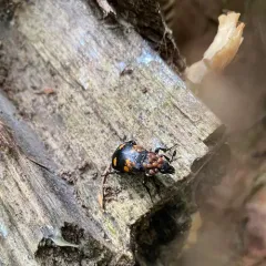 Boreal Burying Beetle thumbnail 3
