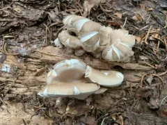 Osteina obducta thumbnail 2