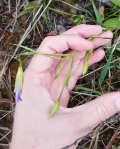Macoun's gentian thumbnail 4
