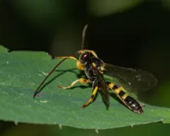Colpotrochia trifasciata thumbnail 2