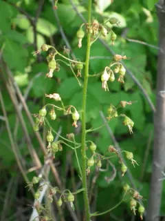 American alumroot thumbnail 2