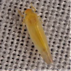 White Apple Leafhopper thumbnail 2