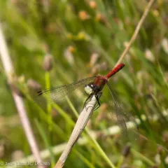 White-faced Meadowhawk thumbnail 2