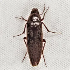Punctate Synchronized Bark Beetle thumbnail 3