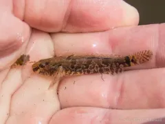Western Tubenose Goby thumbnail 2