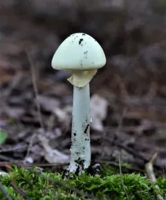 False Death-cap thumbnail 2