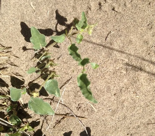 White Sand Verbena