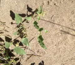 White Sand Verbena thumbnail 1