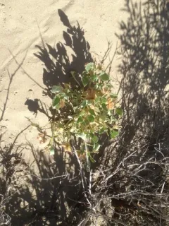 small-flowered sand-verbena thumbnail 2