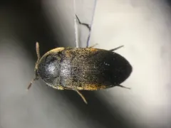 Eustrophus tomentosus thumbnail 2