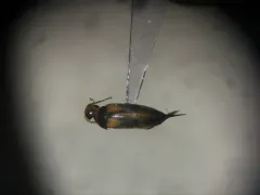 Ornated Tumbling Flower Beetle thumbnail 3