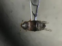 Colopterus truncatus thumbnail 2