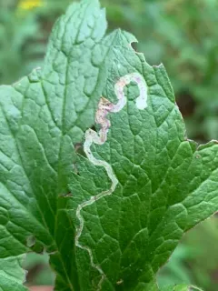 Phytomyza canadensis thumbnail 2