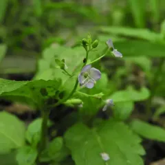 American brooklime thumbnail 2