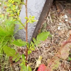 Bog Yellowcress thumbnail 4